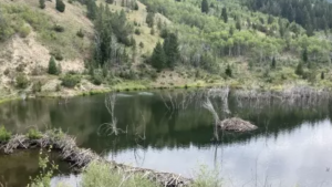Beaver dam in a stream through Fifer Gulch in western Montana